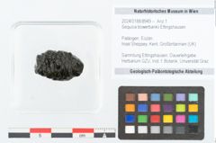Foto (Objekt + Etikett) von Sequoia bowerbankii Ettingshausen (NHMW-GEO-2024-0188-8949)
